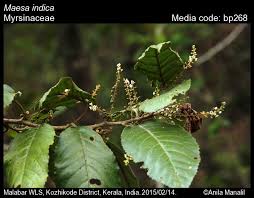 Image result for Maesa