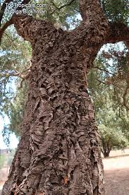 Image result for Quercus suber