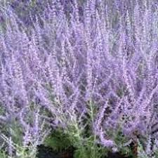 Image result for Perovskia atriplicifolia lacey blue lisslitt photo