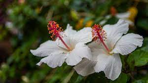 Appreciating Beautiful Hawaiian Flowers Panda Travel Hawaiian flower pictures photos & images free download for mobile & pc. appreciating beautiful hawaiian flowers