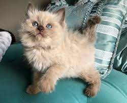 Drawings that i made for a ragdoll cat breeder. Chocolate Point Sepia Masterpiece Ragdolls