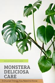 Monstera Deliciosa Care 5 Crucial Things You Need To Know In 2020 Monstera Deliciosa Care Monstera Monstera Deliciosa
