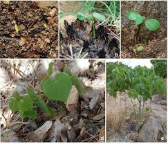 Image result for Hildegardia migeodii