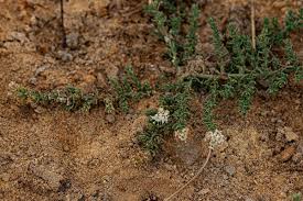 Image result for Cressa cretica