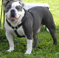 The goals and purposes of this breed standard include: Blue And White Pied Olde English Bulldogge Bulldog Puppies English Bulldog Puppies Bulldog