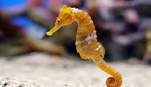  Gambar Kuda Laut Yang Indah Imagenes