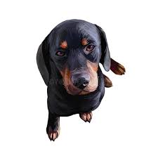 Image result for slovenský kopov