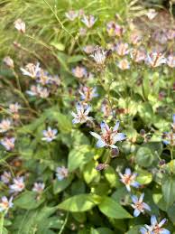 Image result for Mussaenda rivularis