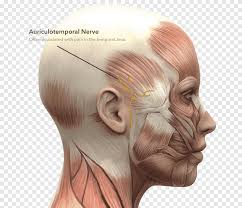 Facial Muscles Face Anatomy Facial Nerve Face Face People Png Pngegg