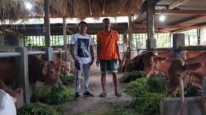 Check spelling or type a new query. Kandang Sapi Breeding Pembibitan Milik Bpk Marni Magetan Youtube