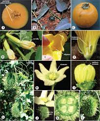 Image result for Apodanthaceae