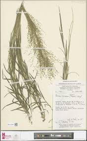 Image result for Panicum pilgeri