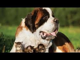 Saint Bernard Kopegi Ve Ozellikleri Youtube