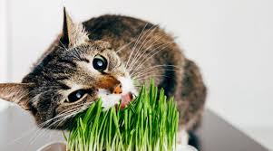 Preliminary Study Vegan Cats Live Long And Healthy Lives Vegan News In 2020 Vegan Cat Cat Eating Grass Vegan Cat Food