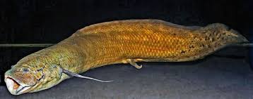 Maybe you would like to learn more about one of these? Lungfish The Most Primitive Of Fishes Tropical Fish Keeping