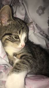 Pin Oleh Zilanun Di Jewelry That I Like Kucing Betina Binatang Lucu Hewan