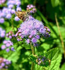 Pin On Flowers