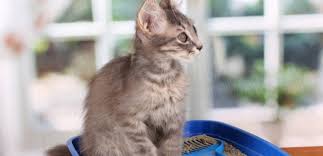 Kedi Kumu Ne Kadar Zamanda Bir Degistirilir Kedikumu Org