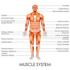 This is a table of skeletal muscles of the human anatomy. Muscles Chart Description Muscular Body Man Stock Vector Illustration Of Deltoids Health 90796905