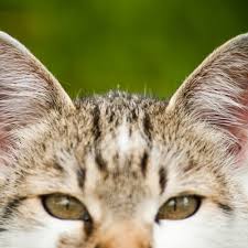 Check the inside of the cat's ears by putting the cat in your lap and flipping over its ear flap. Home Jonathan Wood Veterinary Surgeons