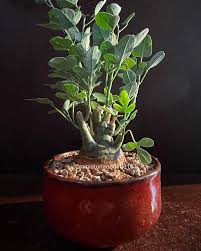 Image result for Adenia spinosa