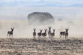 Image result for Beige Antelope 1983 Fleet