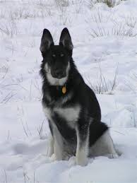 Black And Silver German Shepherd Puppies For Sale In Ohio Black And Silver German Shepherds Black And Platinum Silver Owned Now By The Wolfe Family Shown Below German Shepherd Dogs Dog Magazine Shepherd Dog