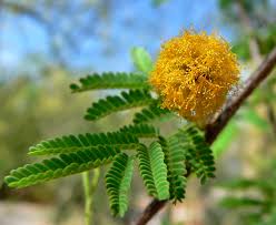 The majority of the species are found in australia, but some acacia species are found in africa, europe, asia, and north and south america. Vachellia Wikipedia