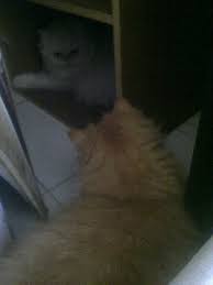 Tak disangka, setelah istirahat sejenak. Kucing Parsi Beranak Dennis Zill