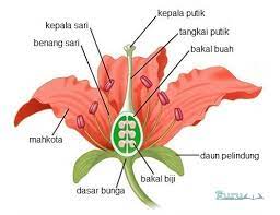 Agar penjelasan mengenai bunga dapat anda pahami dengan. Bagian Bagian Bunga Pengertian Beserta Fungsi Dan Penjelasan