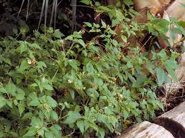 Image result for Rivina humilis