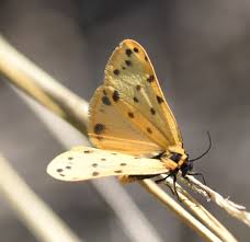 Image result for Setina roscida