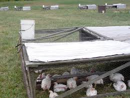 Maybe you would like to learn more about one of these? Where Do I Buy Free Range Chicken Seeking The Truth About Food