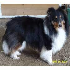 Find shetland sheepdog puppies and breeders in your area and helpful shetland sheepdog information. Greyfyre Shelties Shetland Sheepdog Breeder In Kent Ohio