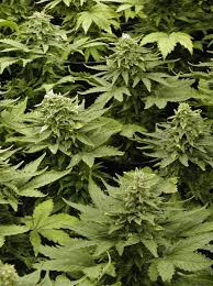 Check spelling or type a new query. The Official Lowryder Grow Guide