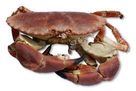 Le tourteau semble parfois endormi. Cuisson D Un Tourteau Crabe Temps De Cuisson Et Recettes