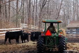 How Much Hay Does A Cow Eat Countryside