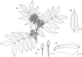 Image result for Gilbertiodendron