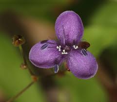 Image result for Murdannia stricta