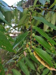Image result for Ficus stuhlmannii