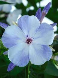 Dwarf Garden Phlox Phlox Paniculata Flame Blue From Growing Colors Phlox Flowers Fragrant Flowers Perennials