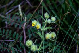 Image result for Hermannia parvula