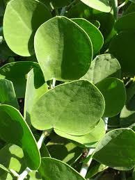 Image result for Capparis cartilaginea