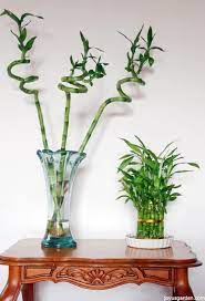 Maybe you would like to learn more about one of these? Lucky Bamboo Care Tips A Houseplant That Grows In Water