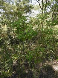 Image result for Triumfetta tomentosa