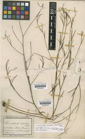 Image result for Isachne kiyalaensis