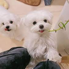 Maltese puppies for adoption from your local animal shelter usually cost less than getting one from a specialized maltese dog rescue. Teacup Maltese Puppies For Sale Home Facebook