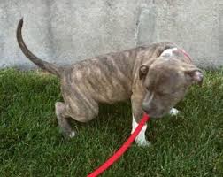 Potty training a pitbull can be very time consuming and extremely frustrating. How To Potty Train My Puppy Pitbull Best Dogs For Agility Training