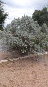 Leucophyllum frutescens is an evergreen shrub in the figwort family, scrophulariaceae, native to the state of texas in the southwestern united states and. Cenizo Texas Sage Keep Austin Biodiverse