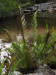 Image result for Acrostichum